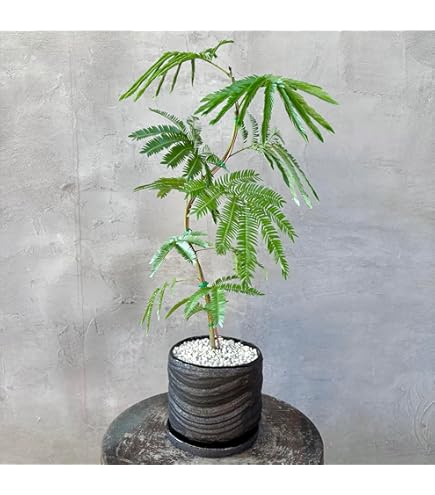 Amazon｜おしゃれ 観葉植物：エバーフレッシュ*3号 プラポット