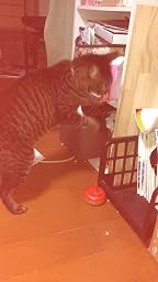 Amazon デオサンド 猫砂 複数ねこ用 紙砂 10リットル X 1 デオサンド 猫砂 通販