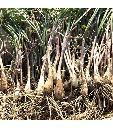Amazon.co.jp: 【宮崎県産】泥つきらっきょう 大きさおまかせ 約5kg