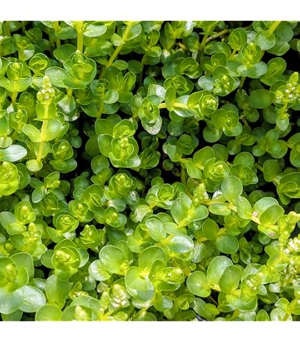 Amazon.co.jp: （水草）ベトナムゴマノハグサ（水上葉）（無農薬