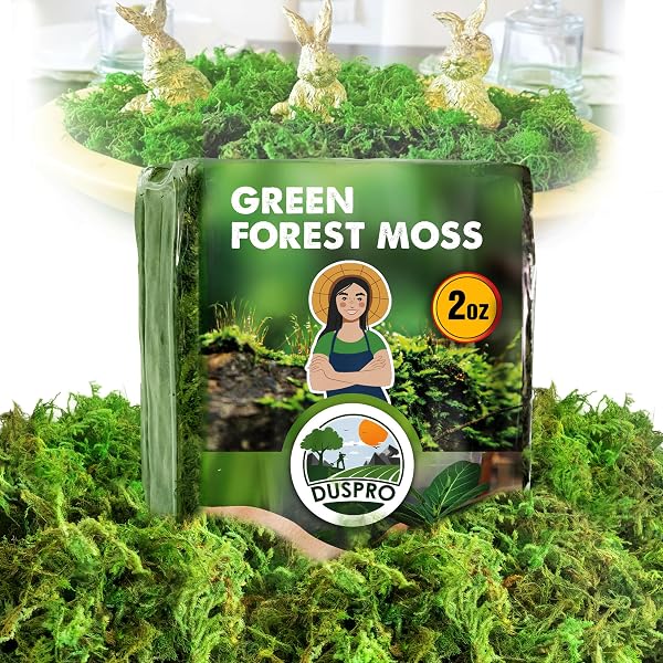 The Magical World of Moss Gardening : Martin, Annie: Amazon.sg: Books