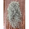 Amazon 花言葉は 不屈 ボリューム感のあるlサイズです エアプランツ スパニッシュモス Lサイズ 1束 Tillandsia Usneoides Spanish Moss エアープランツ チランジアウスネオイデス サルオガセモドキ 観葉植物 オシャレ インテリア スパニッシュモス Lサイズ 1束 Amazon 花言葉は 不屈 ボリューム感のあるlサイズです エアプランツ スパニッシュモス Lサイズ 1束 Tillandsia Usneoides Spanish Moss エアープランツ チランジアウスネオイデス サルオガセモドキ 観葉植物 オシャレ インテリア スパニッシュモス Lサイズ 1束