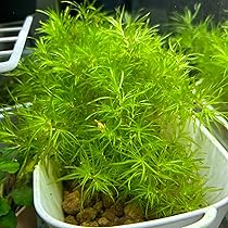 Amazon.co.jp: ナヤス ちぎれ葉 一盛り 水草 無農薬 メダカ水槽に