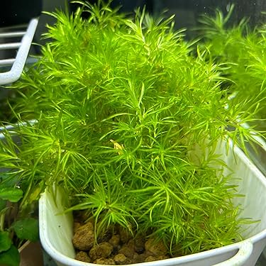 Amazon.co.jp ほしい物ランキング: 生体（水草） で、ほしい物リストと