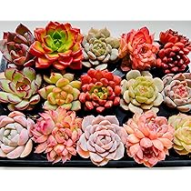 Amazon｜多肉植物 カット苗とセダム寄せ植えセット｜観葉植物