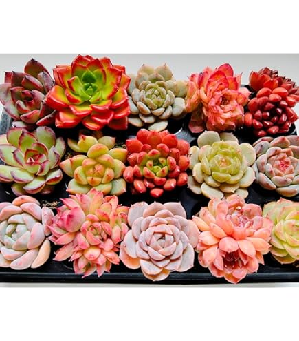 Amazon｜多肉植物 セダム つぶつぶ屋 おひめ 抜き苗｜観葉植物