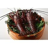伊勢海老の本場　三重県伊勢志摩産　天然活魚問屋直送　　活　伊勢海老　超々特大2尾(0.9㎏入り）　ギフト　 (2匹)