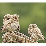 フクロウ QHD(1080×960) Eulen 2019 Broschuerenkalender フクロウ QHD(1080×960) Eulen 2019 Broschuerenkalender