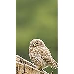 フクロウ iPhoneSE/5s/5c/5(640×1136)壁紙 Eulen 2019 Broschuerenkalender フクロウ iPhoneSE/5s/5c/5(640×1136)壁紙 Eulen 2019 Broschuerenkalender