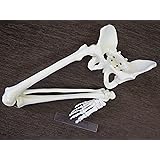 1/2サイズ高精度フレキシブル関節人体骨格模型 右足