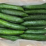 【MSKSHOP】きゅうり 胡瓜 キュウリ 産地厳選 選べるサイズ 新鮮野菜 (10kg)