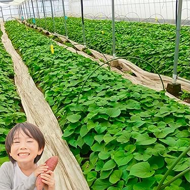 Amazon.co.jp 最新リリース: 園芸用種 の新着ランキングです。