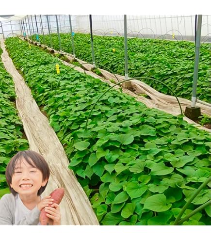 Amazon.co.jp: 紅はるか苗30本セット 4月1日より発送中 : DIY・工具