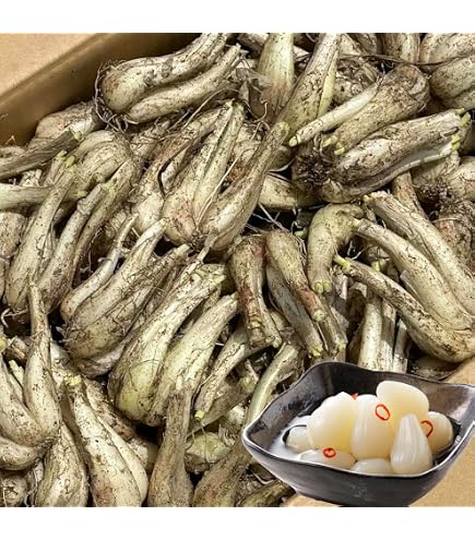 宮崎県産 らっきょう 土付き 10kg Amazon.co.jp: 【宮崎県産】泥つきらっきょう 大きさおまかせ 約5kg