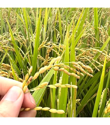Amazon.co.jp: コシヒカリ 玄米 10kg 無農薬 群馬県産 令和7年産 銘柄