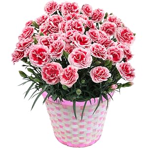 花のギフト社 母の日 カーネーション いちごホイップ 鉢花ギフト 鉢花 花鉢 鉢植え 花 鉢 6号鉢