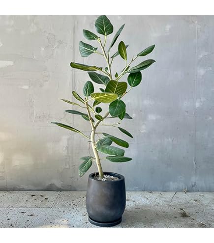 Amazon｜希少☆曲がりが素敵なフィカス・アフリカンプリンス／150cm