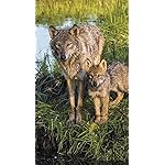 オオカミ iPhoneSE/5s/5c/5(640×1136)壁紙 Wolves 2017 Calendar: Includes Downloadable Wallpaper オオカミ iPhoneSE/5s/5c/5(640×1136)壁紙 Wolves 2017 Calendar: Includes Downloadable Wallpaper