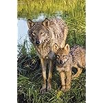 オオカミ iPhone(640×960)壁紙 Wolves 2017 Calendar: Includes Downloadable Wallpaper オオカミ iPhone(640×960)壁紙 Wolves 2017 Calendar: Includes Downloadable Wallpaper