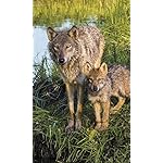 オオカミ FVGA(480×800)壁紙 Wolves 2017 Calendar: Includes Downloadable Wallpaper オオカミ FVGA(480×800)壁紙 Wolves 2017 Calendar: Includes Downloadable Wallpaper