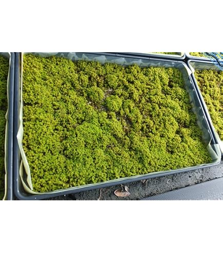 Amazon｜苔 こけ コケ スナゴケ 砂苔 【スナゴケミニパック（S1）(154