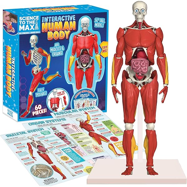 Be Amazing Toys 2331 Interactive Human Body Fully Poseable Anatomy Figure 14 Tall Human Body Model For Kids Anatomy Kit Removable Muscles Organs And Bones Stem Kids Anatomy Toy Ages 8 Amazon Sg Toys
