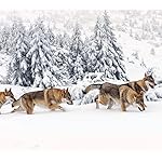 オオカミ QHD(1080×960) Wolves 2021 (Wonderful World)  オオカミ QHD(1080×960) Wolves 2021 (Wonderful World)