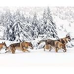 オオカミ Android(960×800)待ち受け Wolves 2021 (Wonderful World)  オオカミ Android(960×800)待ち受け Wolves 2021 (Wonderful World)