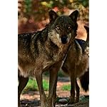オオカミ iPhone(640×960)壁紙 Wolves 2021 (Wonderful World)  オオカミ iPhone(640×960)壁紙 Wolves 2021 (Wonderful World)