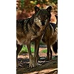 オオカミ iPhone8,7,6 Plus 壁紙(1242×2208) Wolves 2021 (Wonderful World)  オオカミ iPhone8,7,6 Plus 壁紙(1242×2208) Wolves 2021 (Wonderful World)