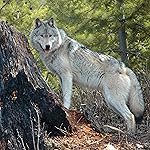 オオカミ iPad壁紙 Woelfe - Wolves - Loups 2021 Artwork: Kalender オオカミ iPad壁紙 Woelfe - Wolves - Loups 2021 Artwork: Kalender