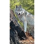 オオカミ iPhone SE/8/7/6s(750×1334)壁紙 Woelfe - Wolves - Loups 2021 Artwork: Kalender オオカミ iPhone SE/8/7/6s(750×1334)壁紙 Woelfe - Wolves - Loups 2021 Artwork: Kalender