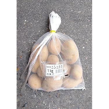 ルディ　ヒサカキ　特大苗 1F|入荷商品ピックアップ | オザキフラワーパーク