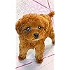 犬 Hd 7 1280 壁紙 ふわふわポメラニアン その他 スマホ用画像 犬 Hd 7 1280 壁紙 ふわふわポメラニアン その他 スマホ用画像