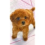 犬 フルHD(1080×1920)スマホ壁紙/待受 ふわもこプーちゃん