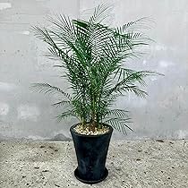 ②ヒメヤシ『ブラジルヒメヤシ』6号希少品種