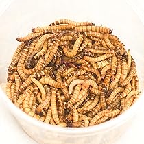 Amazon | ミルワーム 50g プラカップ入り ミルワームの餌（ふすま