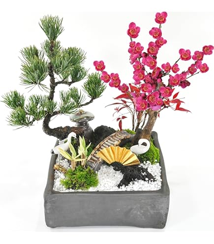 Amazon.co.jp: 盆栽妙 石付き楓 紅葉するミニ盆栽 鉢植え ギフト
