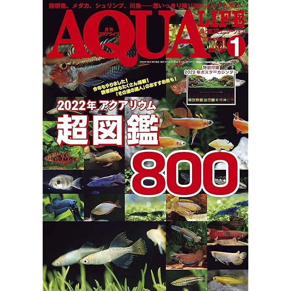 月刊アクアライフ　2022セット売 月刊アクアライフ 2022年 08 月号 川魚たちの水辺 [雑誌] |本