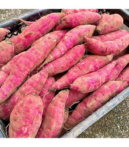 Amazon.co.jp: 北海道 十勝産 さつまいも 紅はるか 無農薬