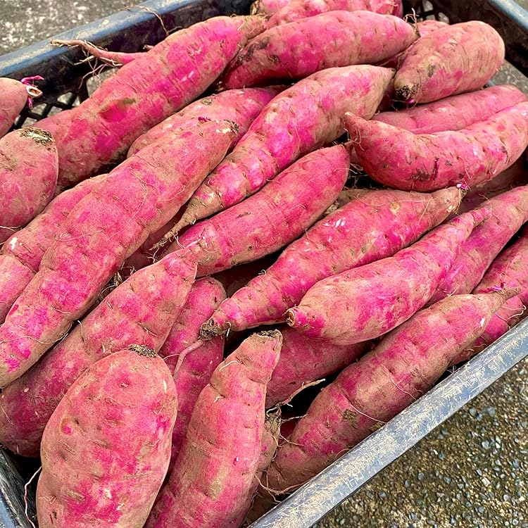 Amazon.co.jp: さつまいも 紅はるか 訳あり 1.5kg 2セット購入で1