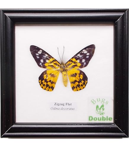 Amazon | 額入り 昆虫標本 蝶 オレンジ・アルバトロス Orange