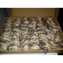 Amazon | 【国産】冷凍ウズラ 内臓未処理1ケース(40羽入り)猛禽爬虫類