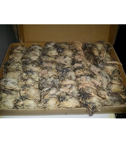 Amazon | [うずらや] 豊橋産 冷凍ウズラ 未処理 25羽1ケース 冷凍