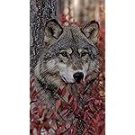 オオカミ iPhone8,7,6 Plus 壁紙(1242×2208) Woelfe - Wolves - Loups 2021 Artwork: Kalender