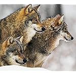 オオカミ Android(960×854)待ち受け Woelfe - Wolves - Loups 2021 オオカミ Android(960×854)待ち受け Woelfe - Wolves - Loups 2021