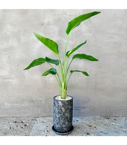 Amazon｜ストレリチア オーガスタ 10号｜観葉植物 オンライン通販