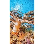 海の生き物 QHD(540×960)壁紙 The Ocean Unseen 2021 Calendar 海の生き物 QHD(540×960)壁紙 The Ocean Unseen 2021 Calendar