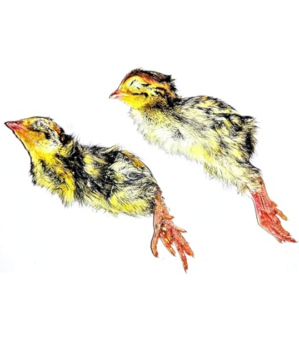 【国産】冷凍ヒヨコ　600羽　業者様、個人様必見冷凍ヒヨコ Amazon | 【クール便発送】国産冷凍ひよこ(雛) 30羽入り 猛禽類