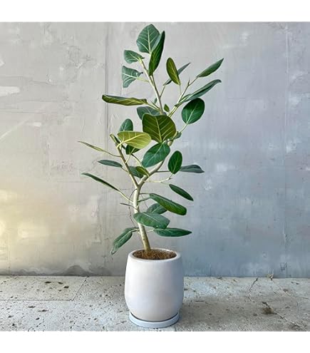 希少 フィカス アフリカンプリンス 幹太 10号鉢 170cm 全て新葉 希少